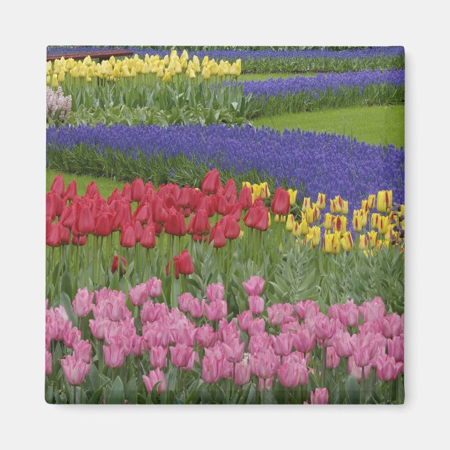 Aimant Jardin de tulipes, Muscari et (Devant)