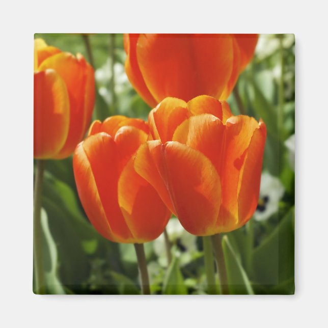 Aimant Jardin de tulipes printanières (Devant)