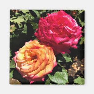 Aimant Jardin d'essai international Rose, Portland, Orego