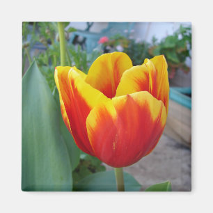 Aimant Jardin fleuri de la Tulipe rouge et jaune Photo