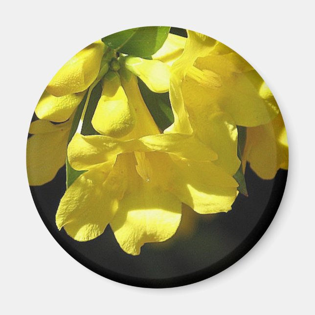 Aimant jasmin jaune frappant (Devant)