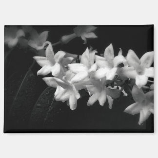 Aimant Jasmine Black and White Flowers Photograph