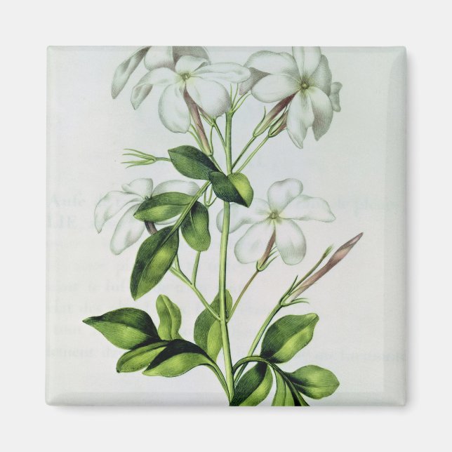 Aimant Jasmine, de 'La Guirlande de Julie' (Devant)