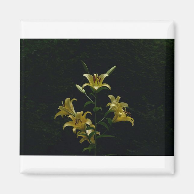 Aimant Jaune Jaune Jaune, Tom Wurl (Devant)