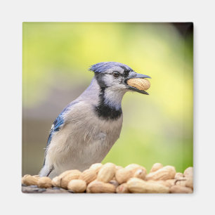 Aimant Jay bleu avec arachide