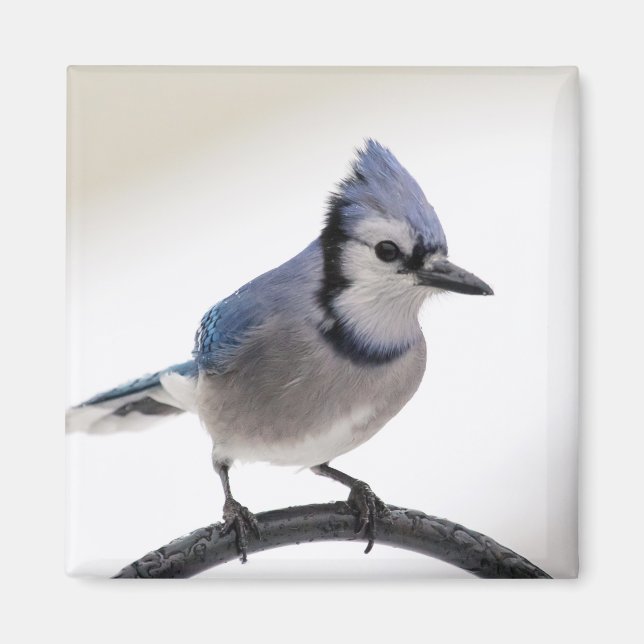 Aimant Jay bleu en hiver (Devant)