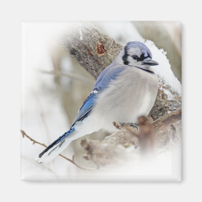 Aimant Jay bleu en hiver (Devant)