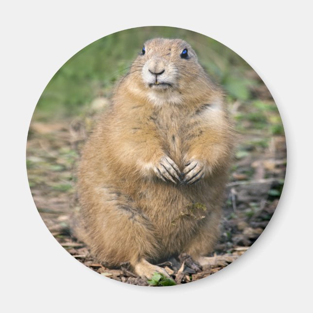 Aimant Je ne suis pas gros, je suis adorable (Devant)
