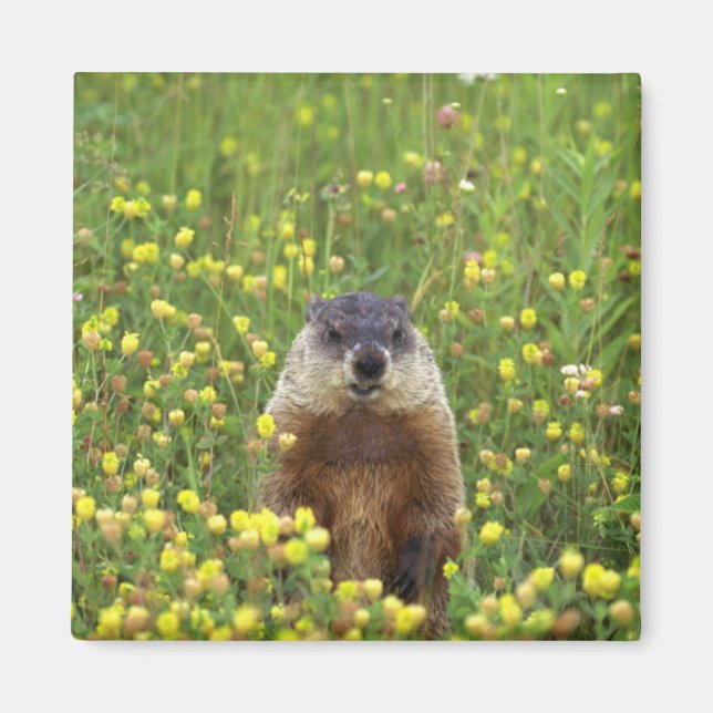 Aimant Je suis Groundhog (Devant)