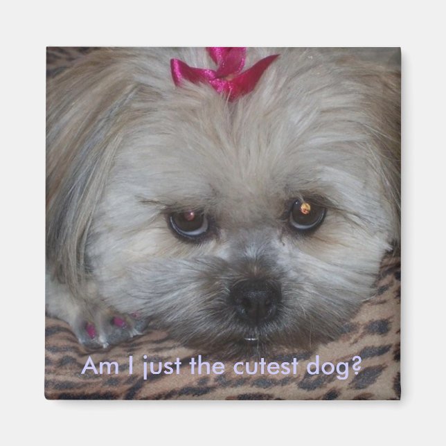 Aimant Je suis le chien le plus mignon ? (Devant)