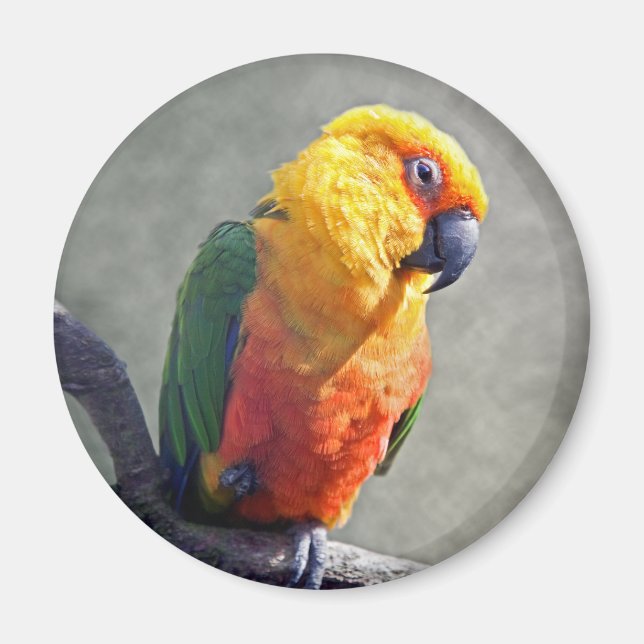 Aimant Jenday Conure (Devant)