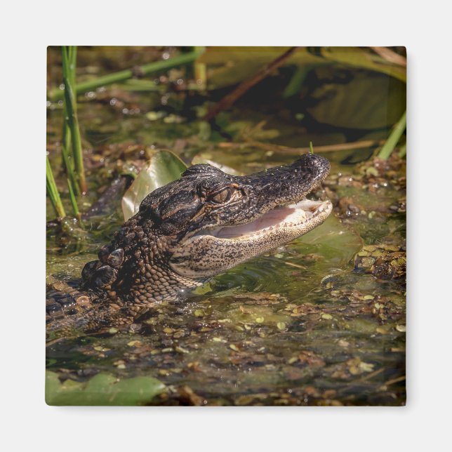 Aimant Jeune Alligator (Devant)
