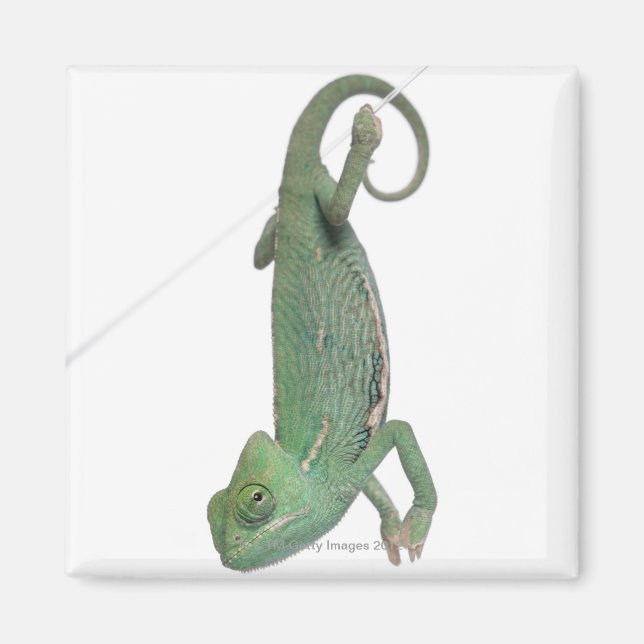 Aimant Jeune caméléon voilé, Chamaeleo calyptratus (Devant)