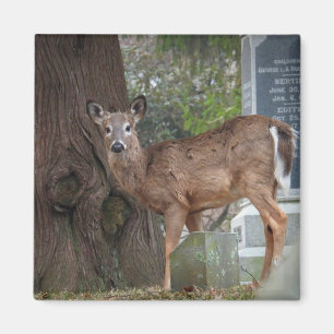 Aimant Jeune cerf à queue blanche dans le cimetière