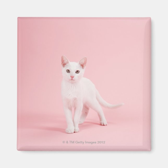 Aimant Jeune chat blanc (Devant)