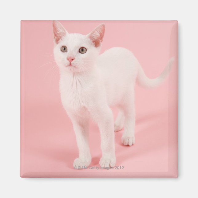 Aimant Jeune chat blanc 2 (Devant)