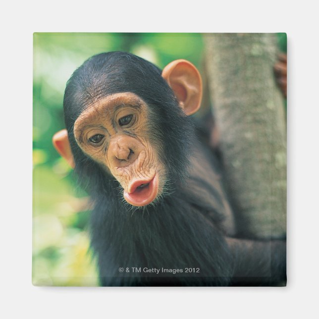 Aimant Jeune chimpanzé (poitrine troglodytique) (Devant)