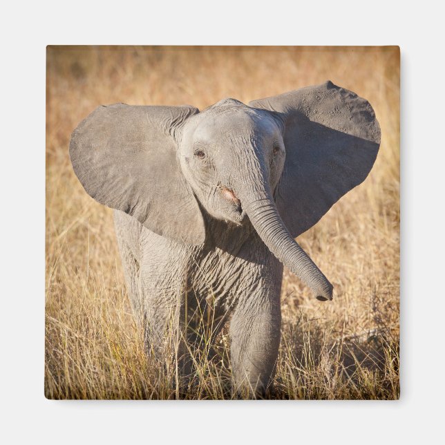 Aimant Jeune éléphant de savane (Devant)