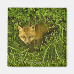 Aimant Jeune Fox rouge sortant de la dissimulation dans