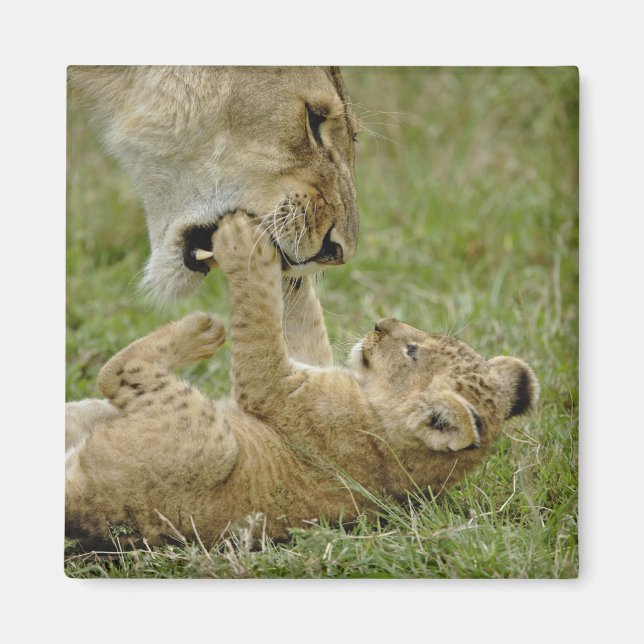 Aimant Jeune lion jouant (Devant)