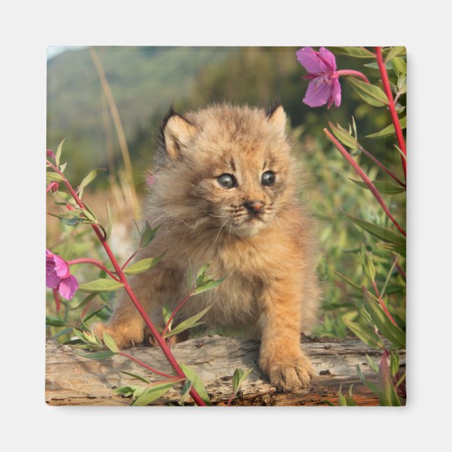 Aimant Jeune Lynx du Canada, Alaska (Devant)