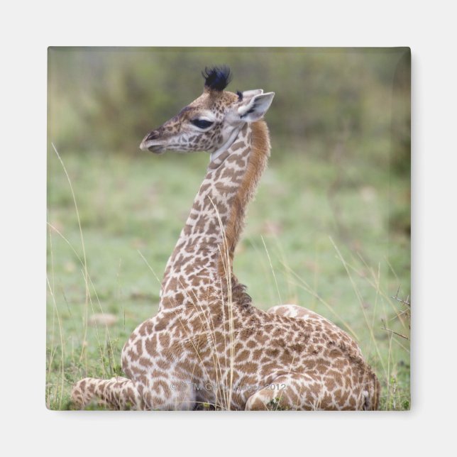 Aimant Jeune Masaï Giraffe (Giraffa camelopardalis (Devant)