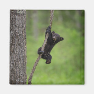 Aimant Jeune ourson noir jouant sur une branche d'arbre