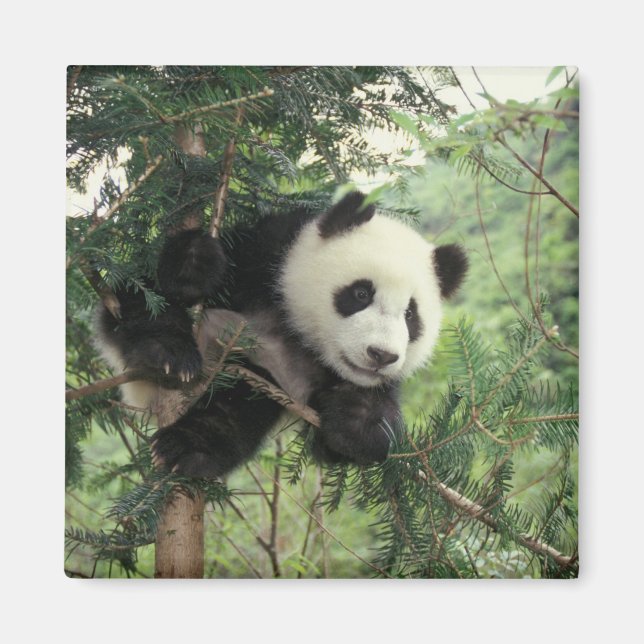 Aimant Jeune panda géant grimpe à un arbre, vallée de Wol (Devant)