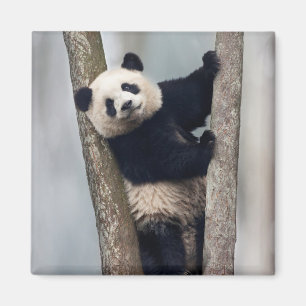 Aimant Jeune panda grimpant à un arbre, Chine