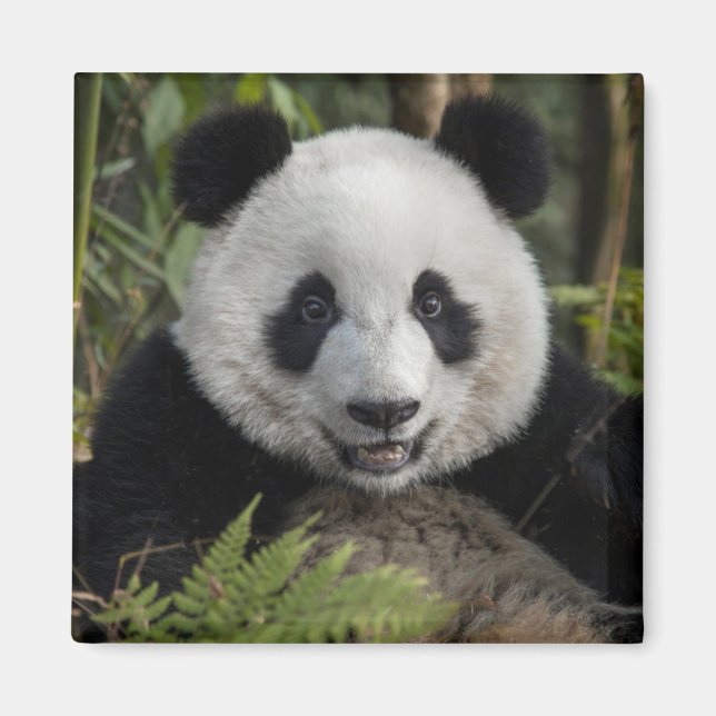 Aimant Jeune panda heureux, Chine (Devant)