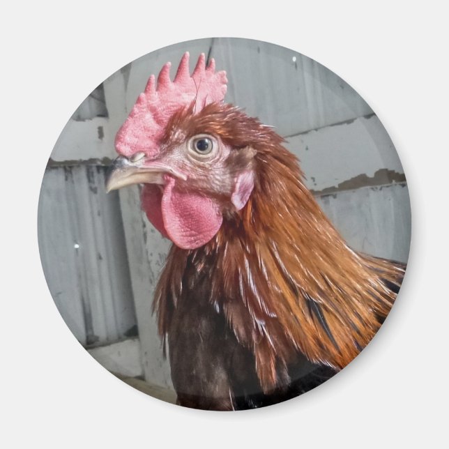Aimant Jeune poulet au coq Welété (Devant)