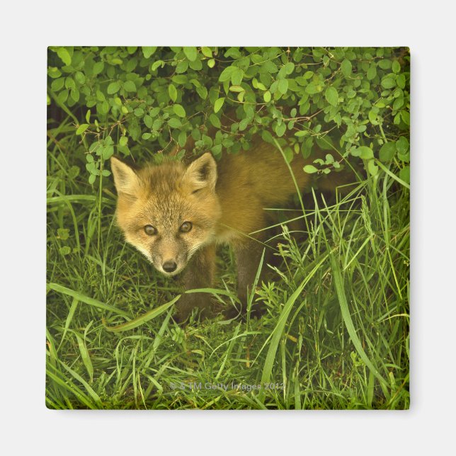 Aimant Jeune Renard Rouge sortant de sa cachette dans les (Devant)