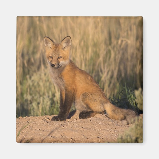 Aimant Jeune renard roux à l'heure dorée (Devant)