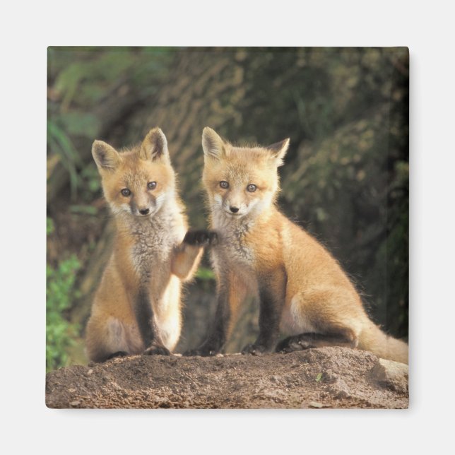 Aimant Jeune renard roux devant un terrier (Vulpes vulpes (Devant)