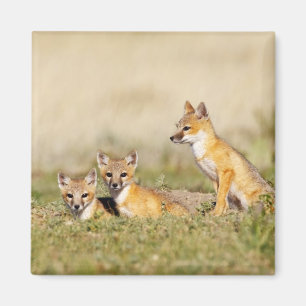 Aimant Jeune Renard véloce (Vulpes macrotis) au terrier,