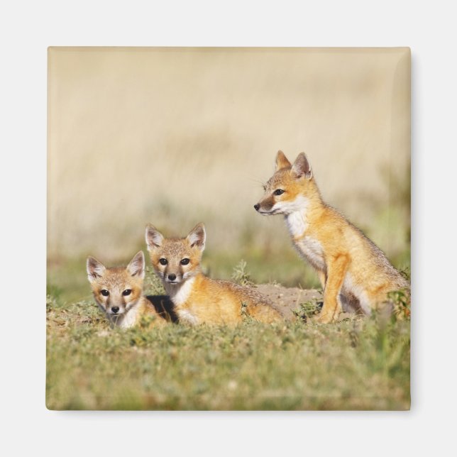 Aimant Jeune Renard véloce (Vulpes macrotis) au terrier,  (Devant)