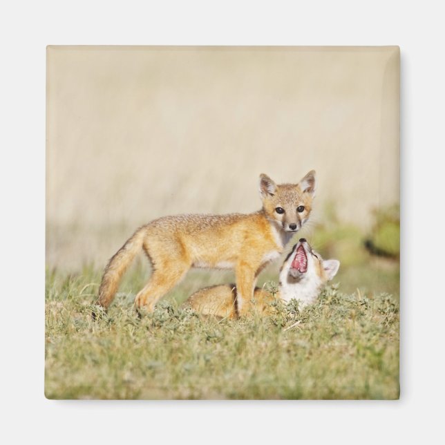 Aimant Jeune Renard véloce (Vulpes macrotis) au terrier,  (Devant)