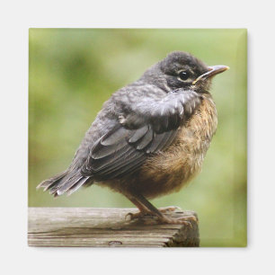 Aimant Jeune Robin