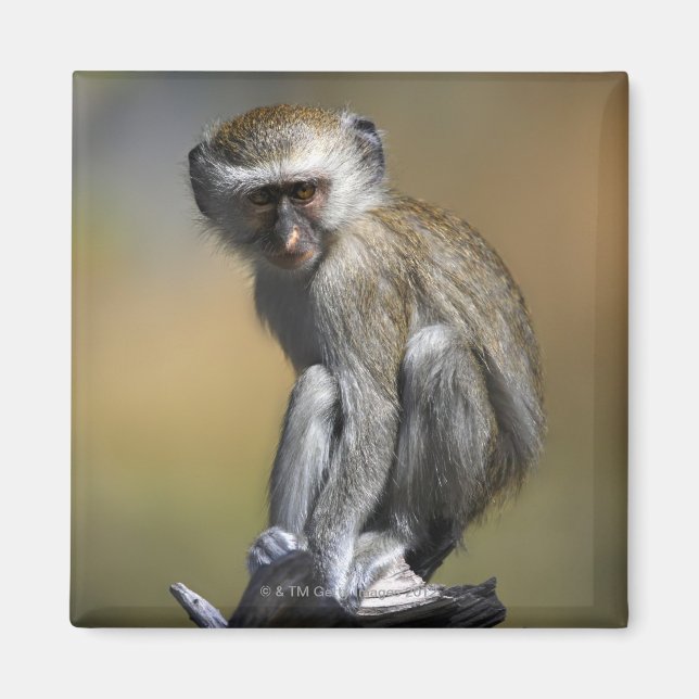 Aimant Jeune singe vervet (Cercopithecus aethiops) en (Devant)