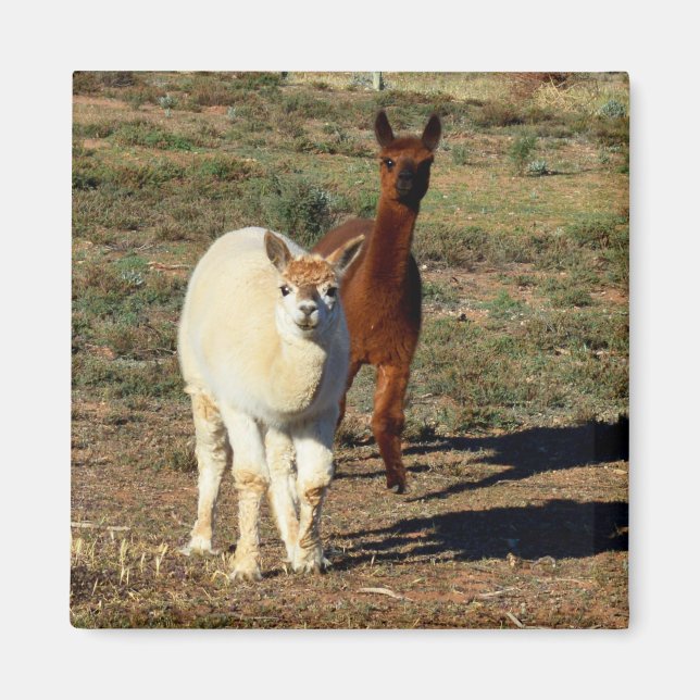 Aimant Jeunes Alpacas Brown Et Blancs, (Devant)