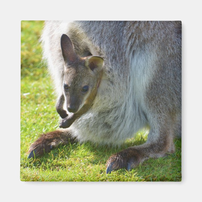 Aimant Joey in the pocket (Devant)