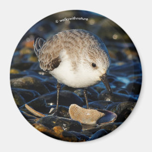 Aimant Joli Bécasseau Sanderling, Oiseau de Rivage, Dîne