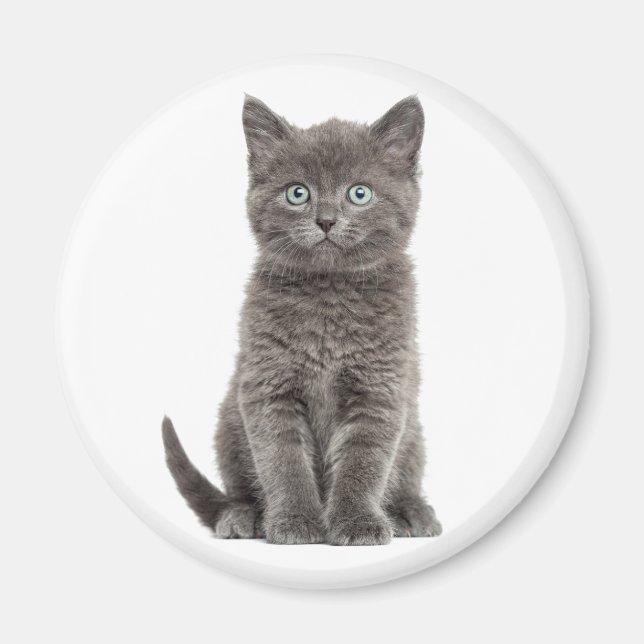Aimant Joli Chat Gris Chaton Chat Gris (Devant)