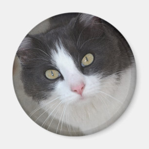 Aimant Joli chat gris et blanc