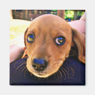 Aimant Joli chien chiot Brown Dachshund