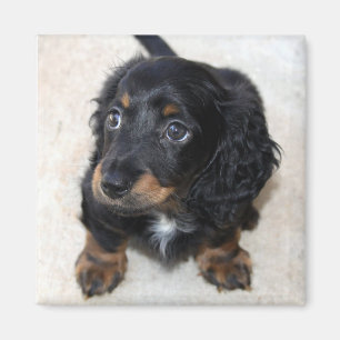 Aimant Joli Chien chiot noir Dachshund