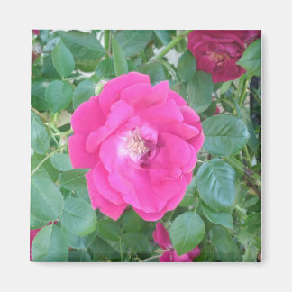 Aimant Joli En Fleur Rose