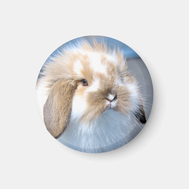 Aimant Joli lapin blanc et brun flamand (Devant)