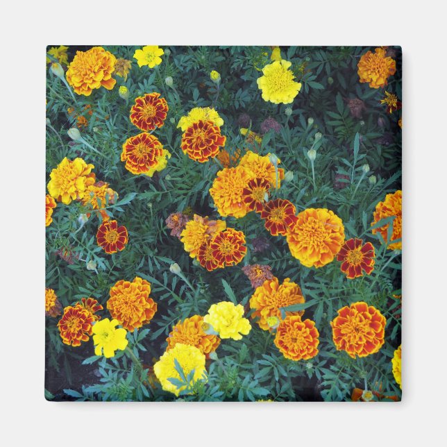 Aimant Joli Orange Marigolds Floral Photo (Devant)