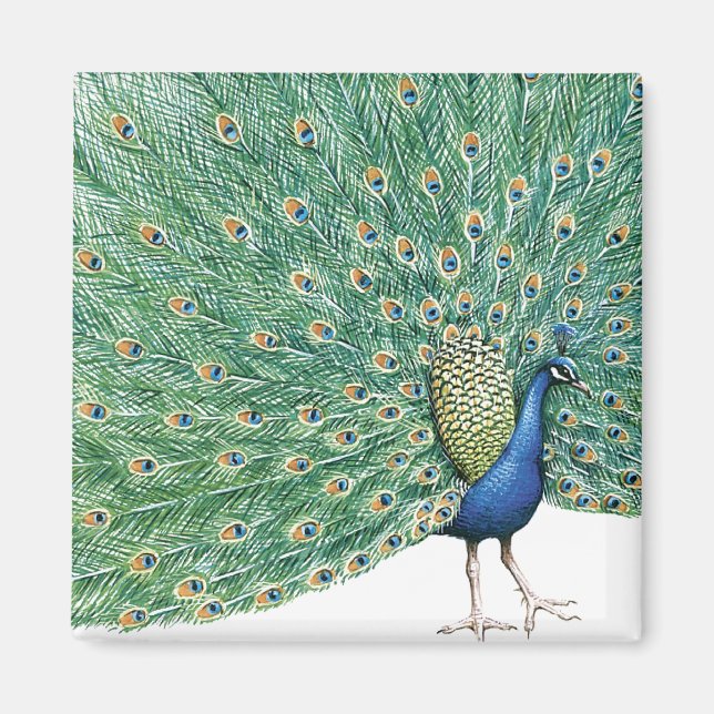 Aimant Joli Peacock (Devant)